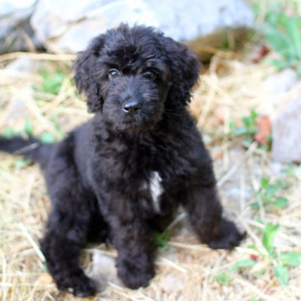 Meet your Posher, Brisa
